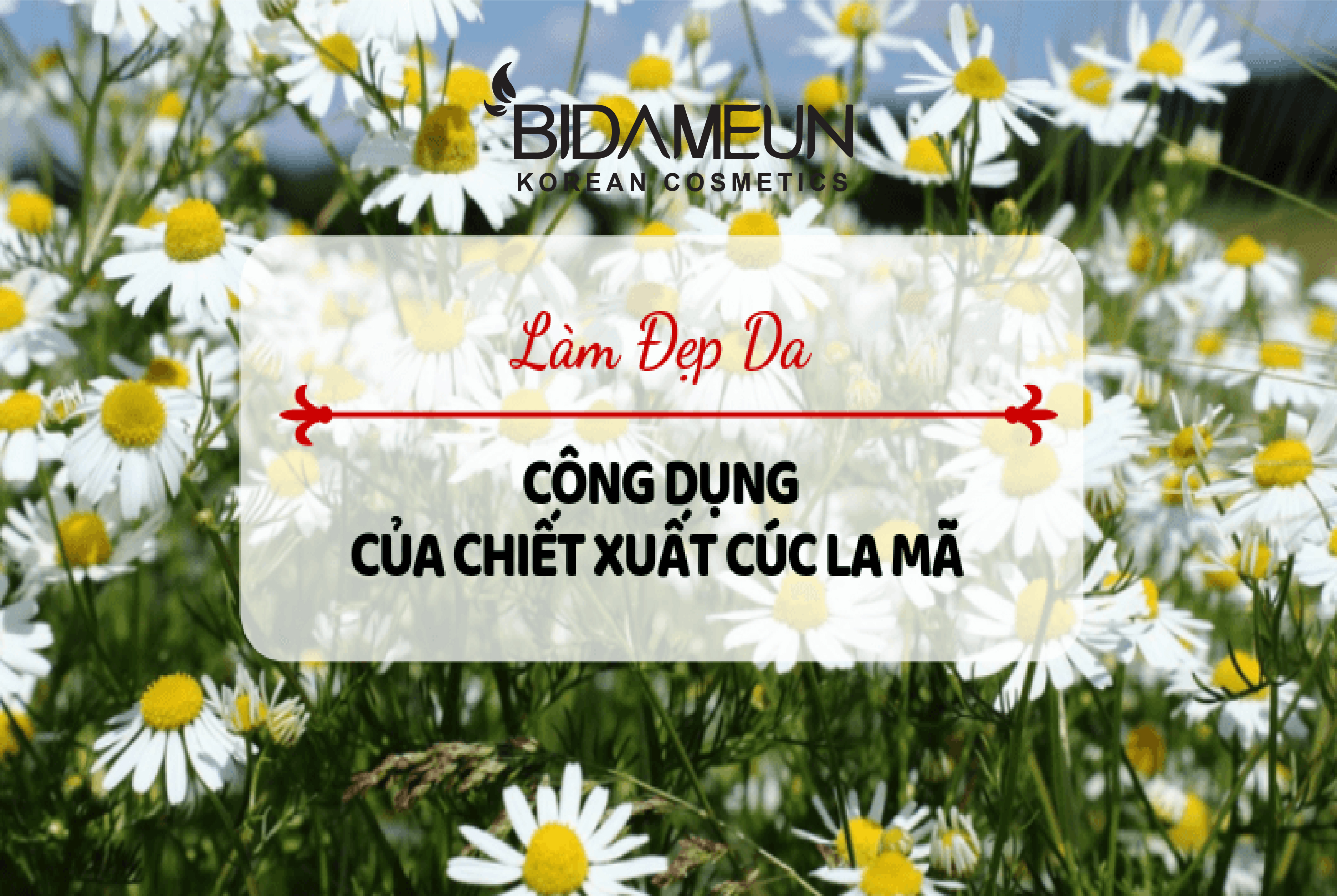 GIẢI MÃ CÔNG DỤNG LÀM ĐẸP CỦA CHIẾT XUẤT CÚC LA MÃ