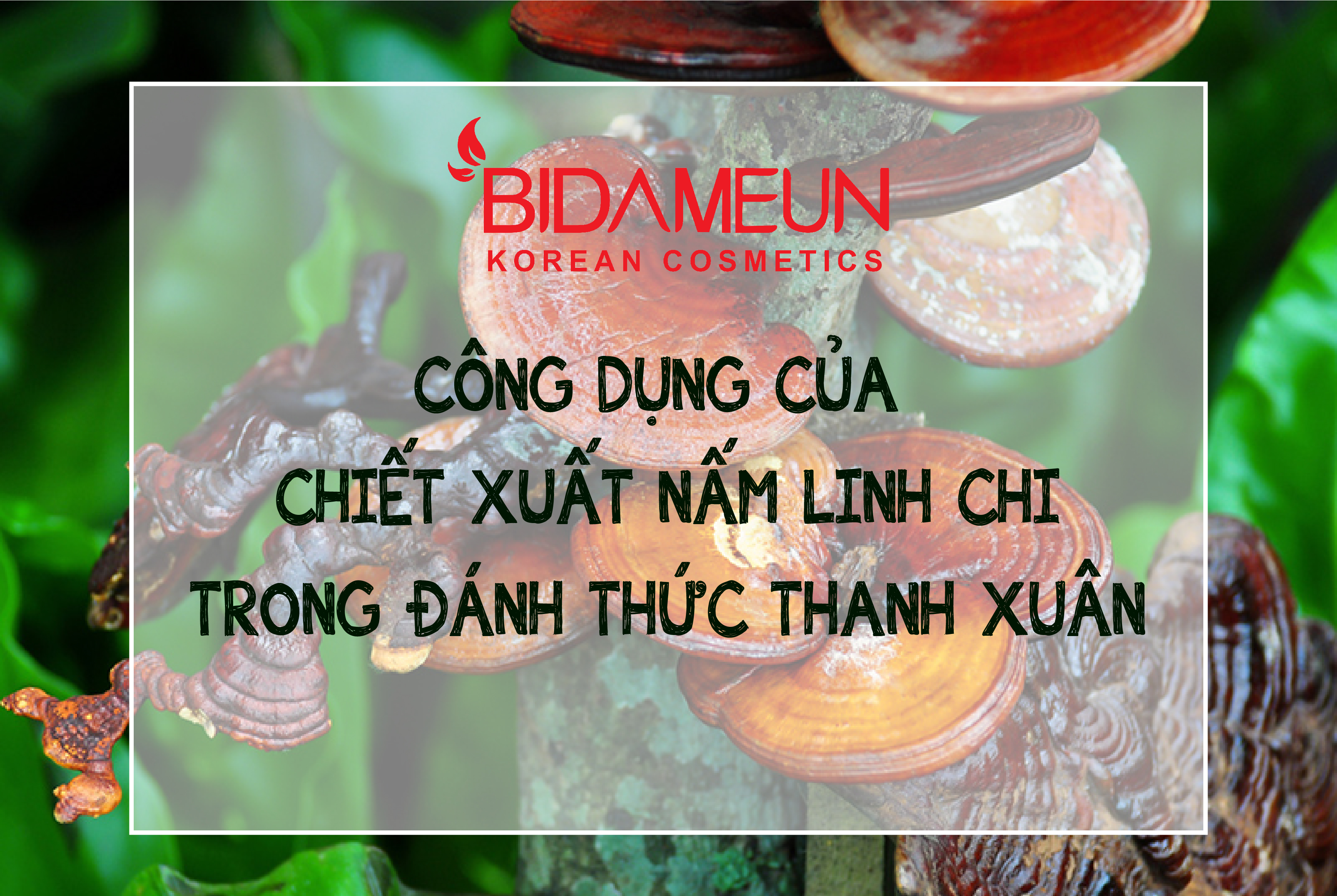 Công dụng của chiết xuất Nấm Linh Chi trong đánh thức thanh xuân